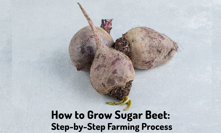How to Grow Sugar Beet: Step-by-Step Farming Process