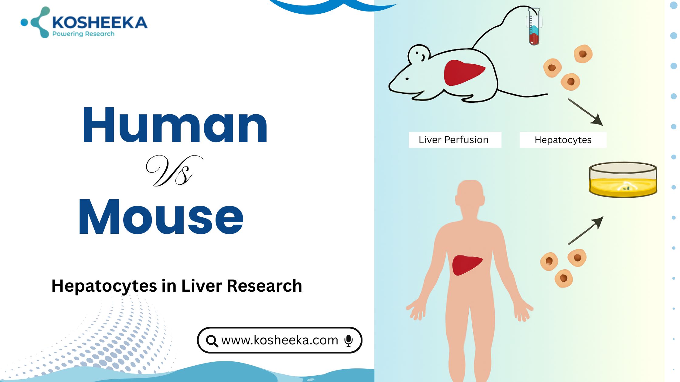 Human vs Mouse Hepatocytes in Liver Research