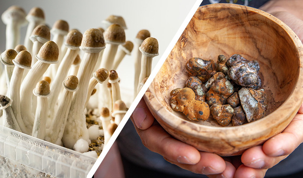 Microdosing Magic Truffles: Natural Support for Mood, Focus & Growth