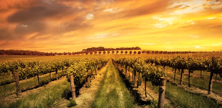 Exploring Organic & Biodynamic Wineries in the Barossa Valley
