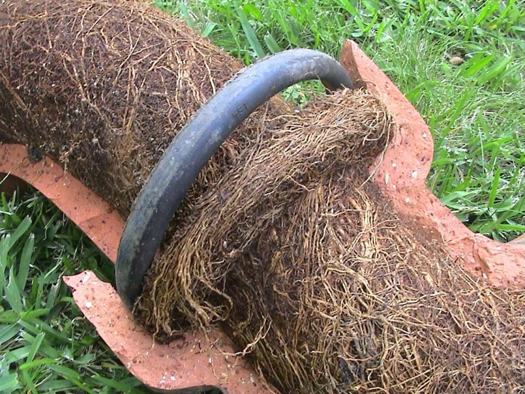 Tree Roots and Blocked Drains: How to Solve the Problem