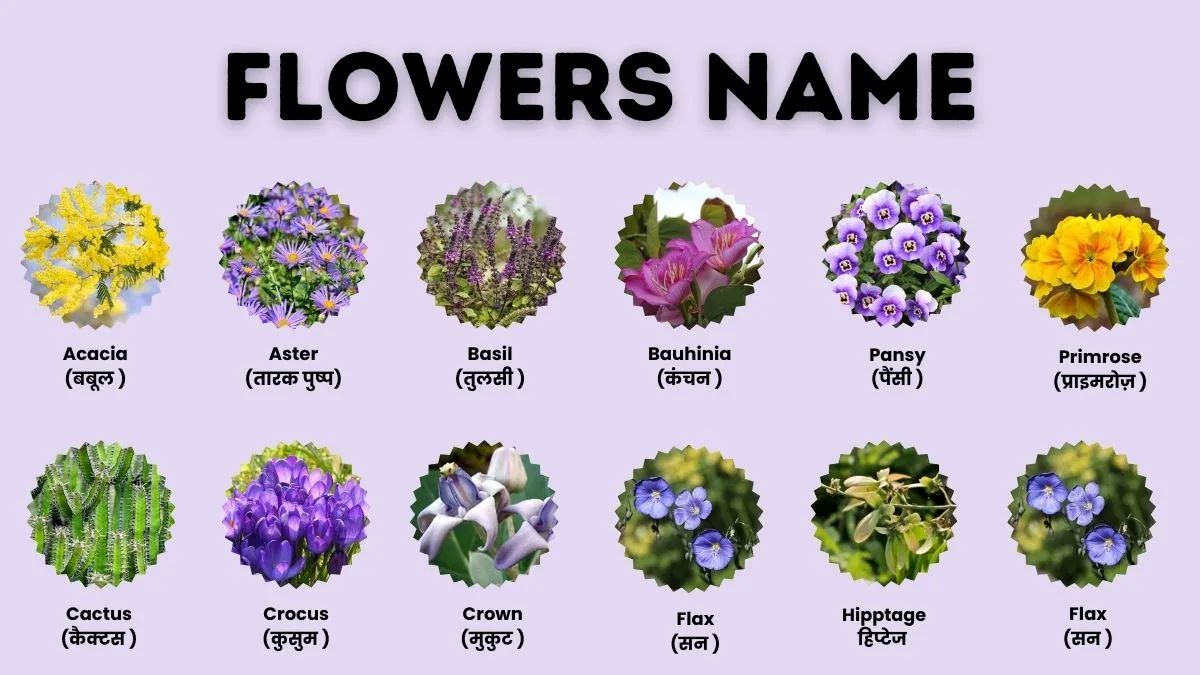Learning Flower Names in Hindi Helps Kids Explore the World