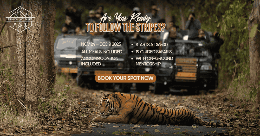 Discover the Wild Side of India: A Journey Through Its Iconic Wildlife Tours