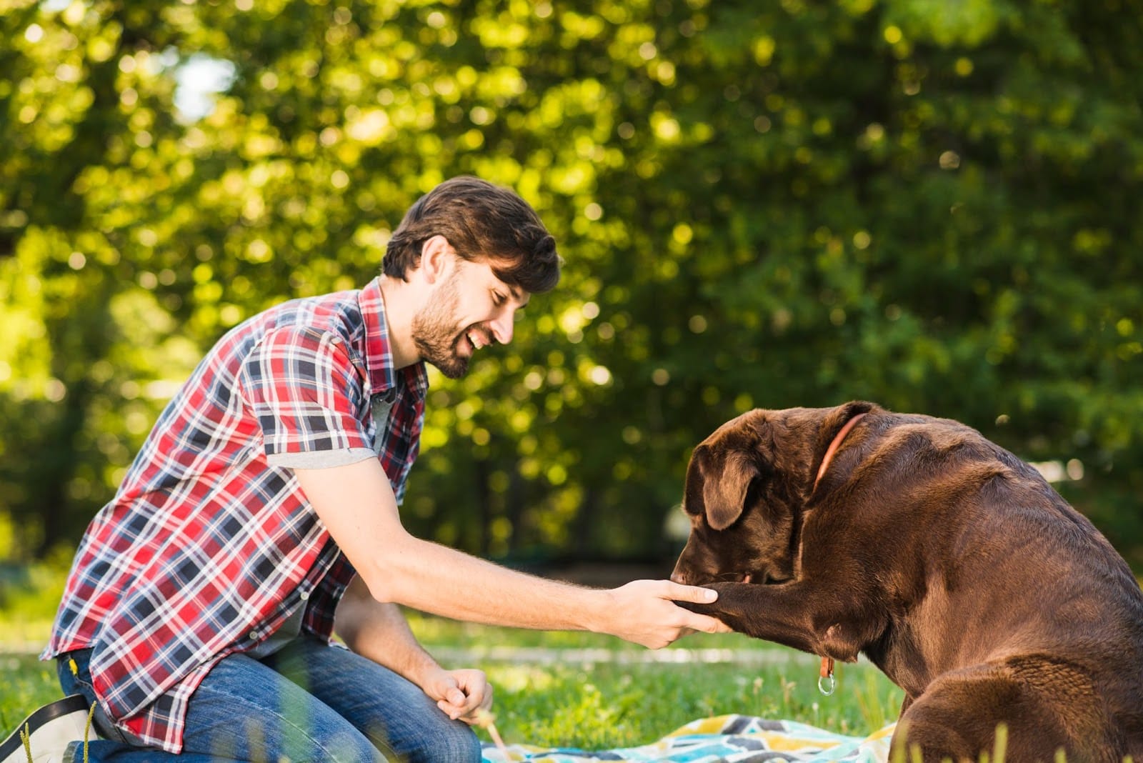 What Pet Owners Should Know About Urgent Vet Care in Lincoln Park