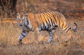 best tiger safari India