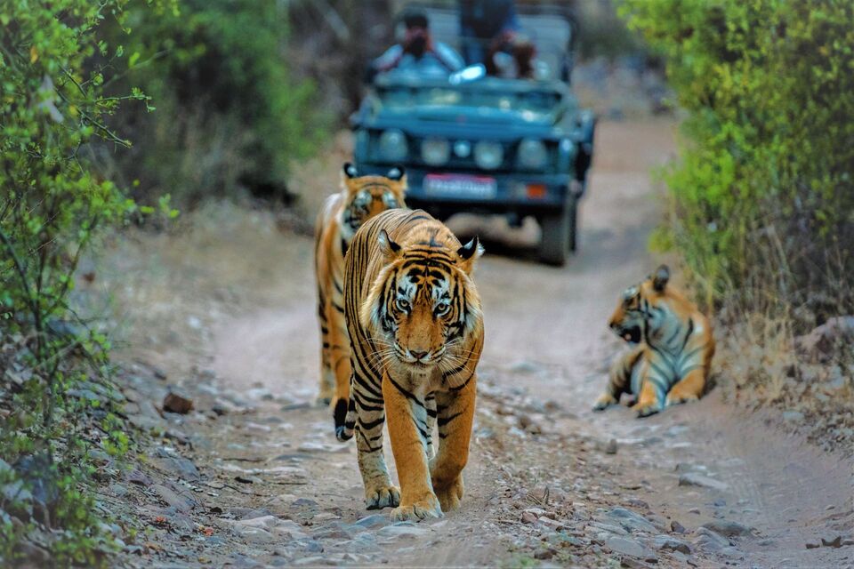 Wildlife Photography Tours India: Capture Nature at Its Wild Best