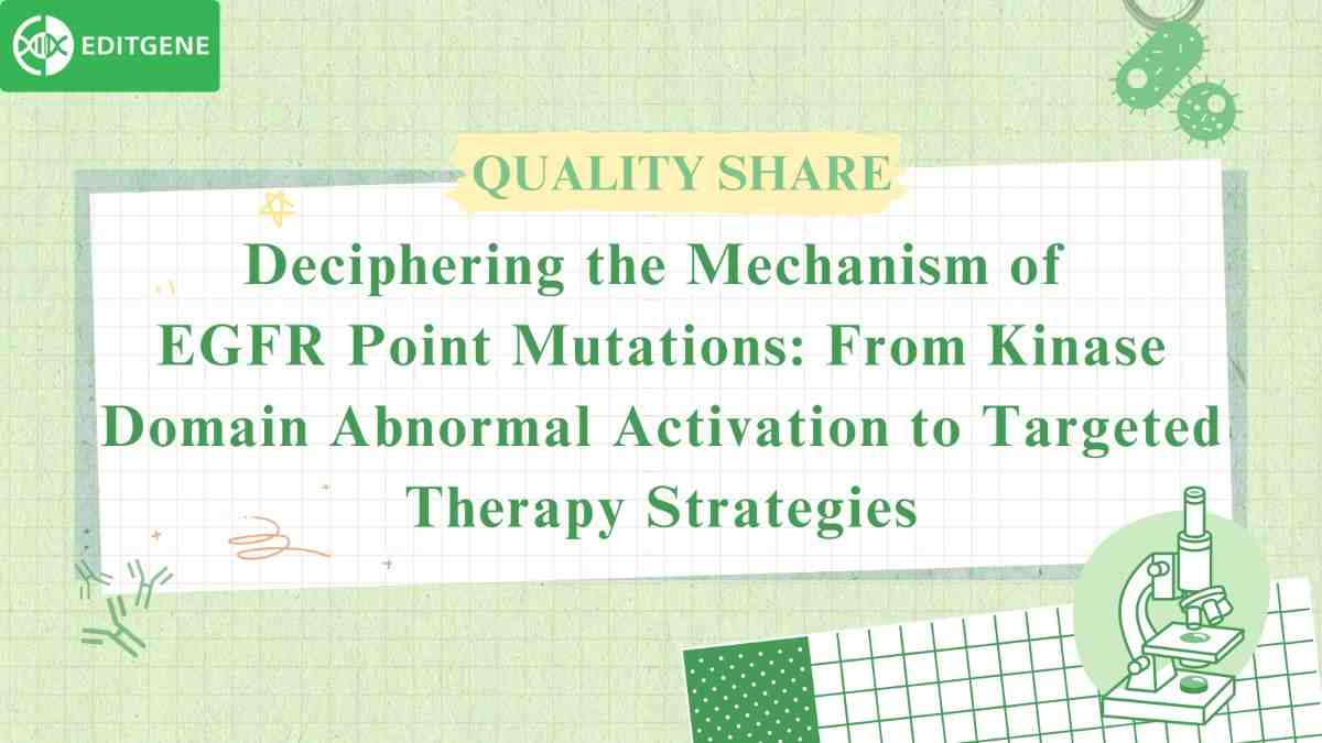 How Do EGFR Point Mutations Drive Aberrant Signaling?