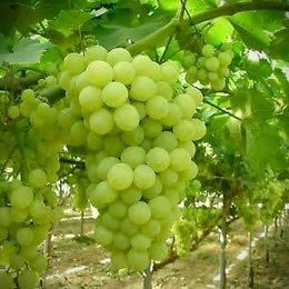 Grapes Plant in Sydney &ndash; A Complete Guide to Growing Healthy Grapevines at Home