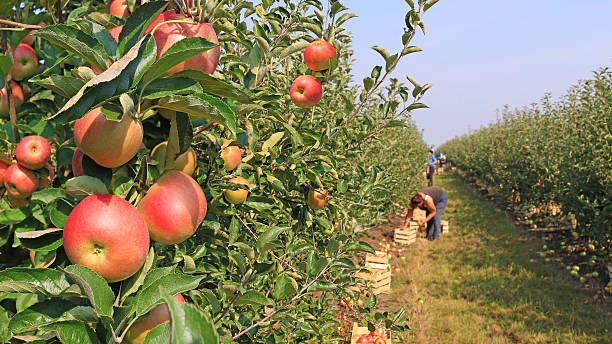Hidden Valley Orchard Lebanon Ohio: Apple Picking Guide
