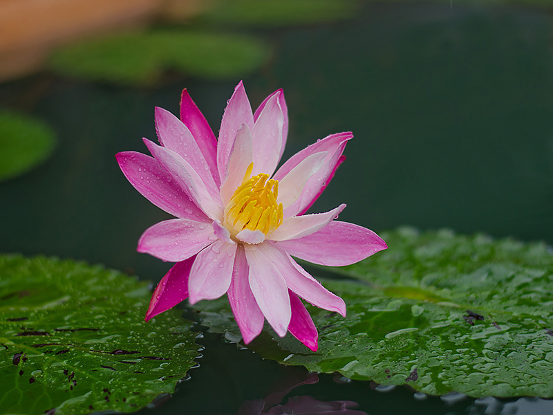 Top Games – Explore, Play, and Enjoy the Best Online Gaming Experience