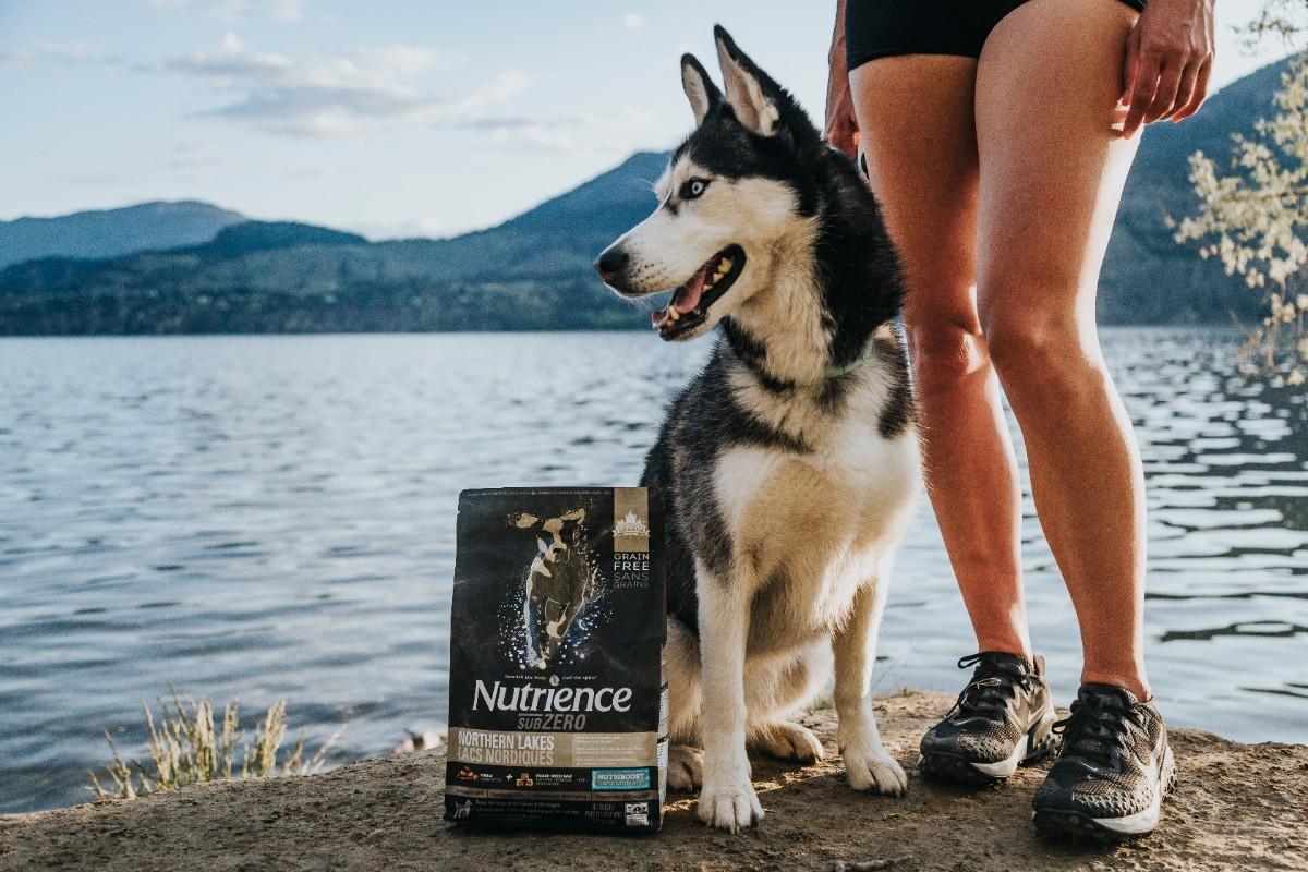 What Is the Best Dog Food for Your Dog? A Complete Buying Guide for Pet Parents