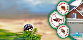 Termite Control Services in Lahore Complete Guide to Long-Term Protection