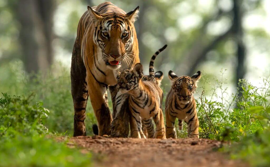 North India Tour with Wildlife Tours India: Tigers, Leopards & Iconic Safari Experiences