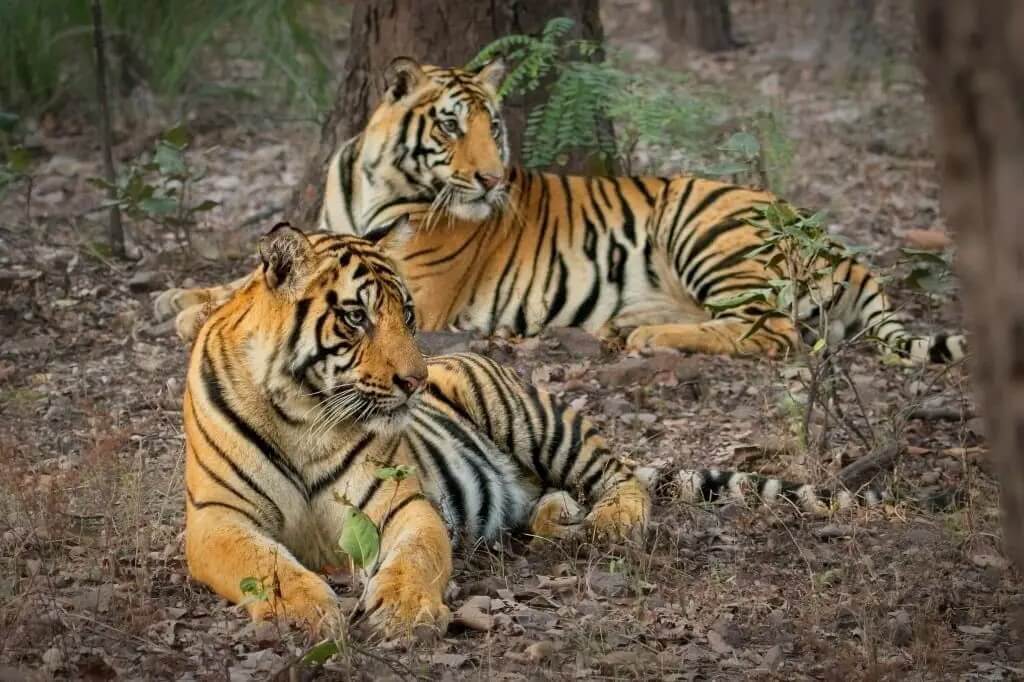 North India Tour & Wildlife Tours India – A Complete Travel Experience