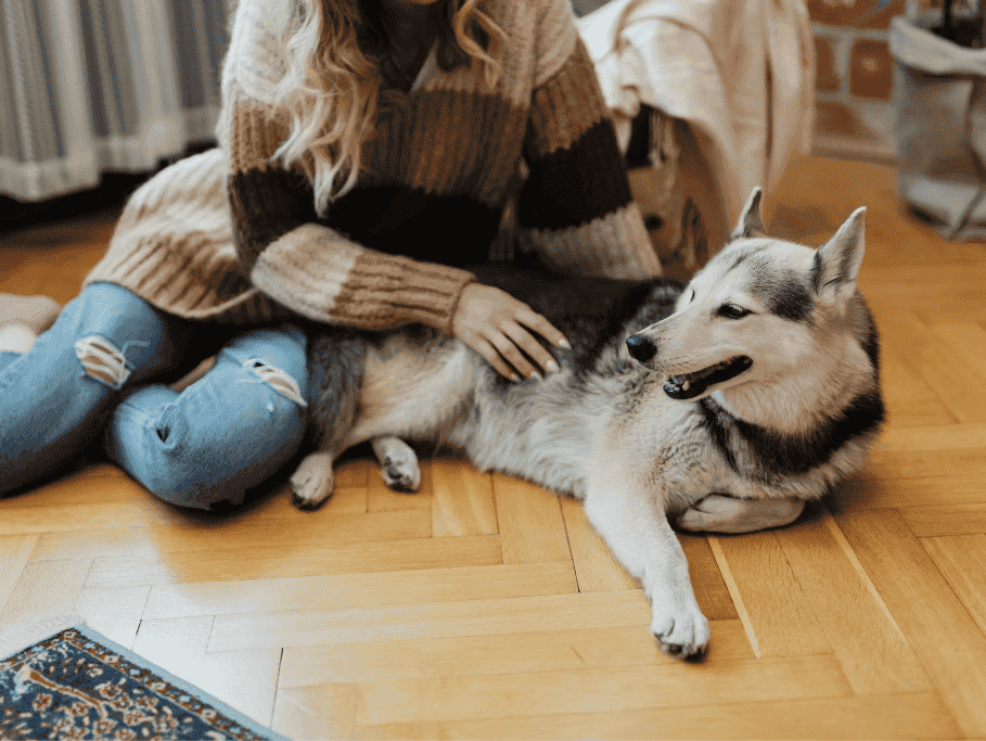 How to Prepare Your Pet for Surgery in Dubai