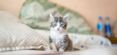 What Are the Best Breeds of Kittens in Dubai?