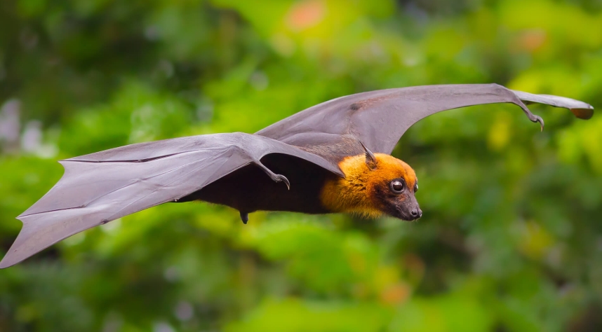 Top Signs Your Building Needs Professional Bird Control Services
