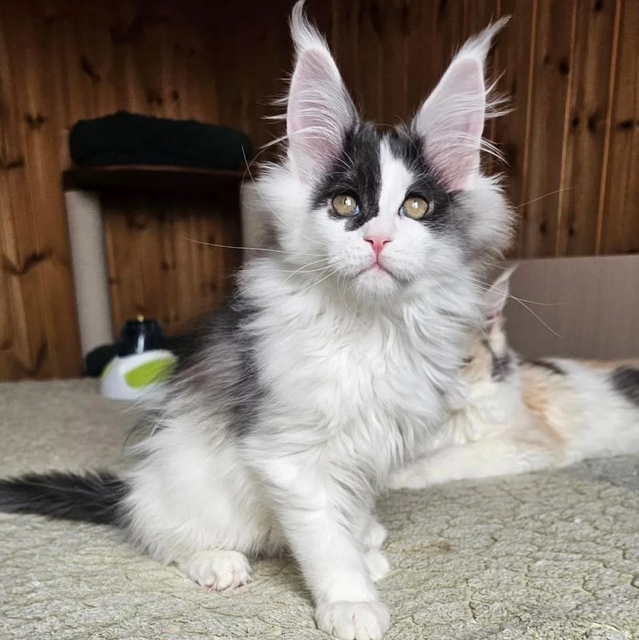 How Big Do Maine Coon Cats Get and Their Price