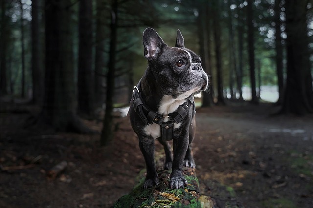 Reasons Why A Dog Harness Is Better Than A Collar For Anxious Dogs