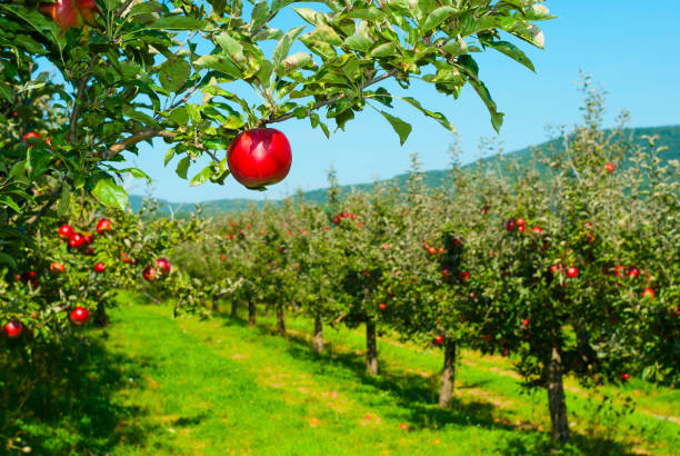 Things to Do in Mount Juliet TN: Top Attractions, Food, Shopping & Outdoor Fun