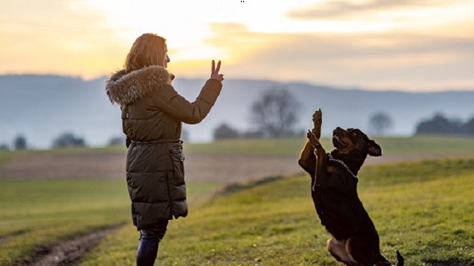 Benefits of Long Term Dog Boarding for Dogs with High Social Needs