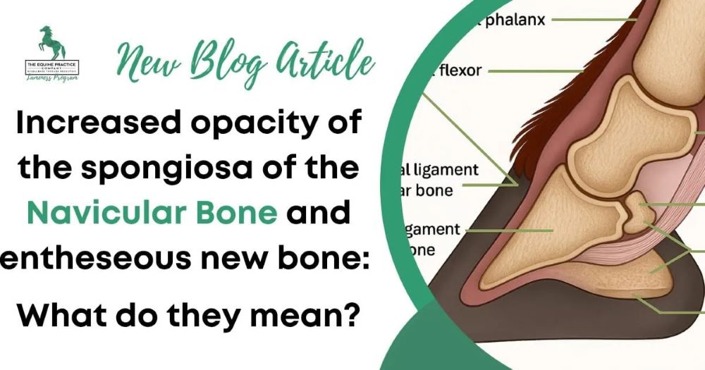 Understanding Medullary Sclerosis of the Navicular Bone in Horses