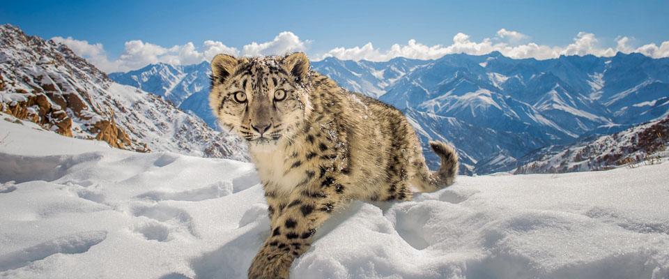 Snow Leopard Ladakh Expedition: The Ultimate Himalayan Wildlife Adventure