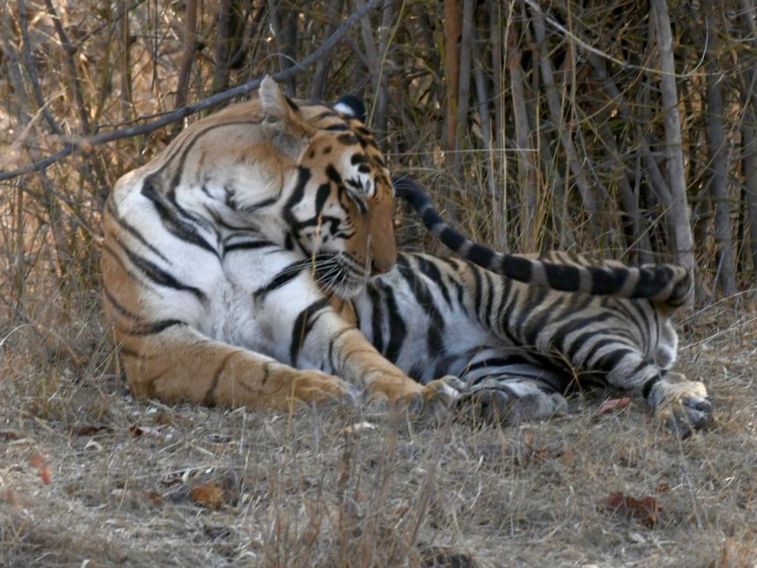 Embark on an Adventurous Journey: Pench Tiger Safari