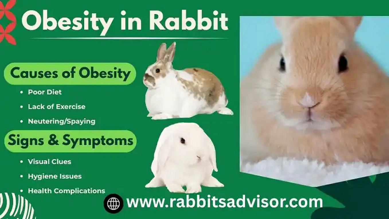 Rabbit Obesity Risks Every Bunny Owner Must Know
