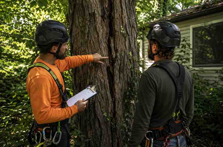 Comprehensive Tree Risk Evaluation: Understanding Hidden Dangers and External Stress Factors That Lead to Tree Failure
