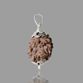 2 Mukhi Rudraksha: Benefits, Powers and Significance