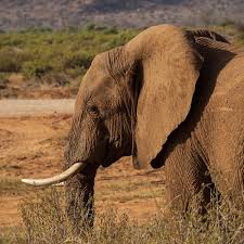 East Africa Tours and Safaris