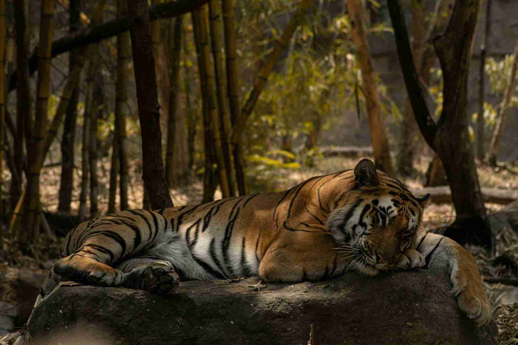 How to Plan a Perfect 2-Day Sariska Tiger Reserve Trip from Delhi