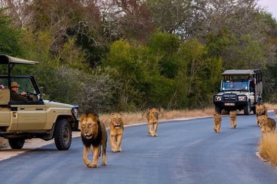 Visit Cape Town Kruger Park with Wild Planet Safari