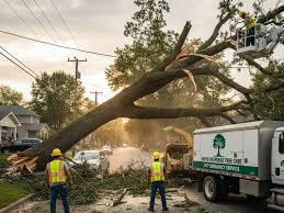 Complete Tree Removal and Tree Care Solutions in Buffalo NY