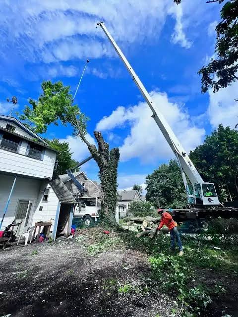 Complete Tree Care Services in Buffalo, NY