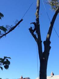 Professional Tree Care Services in Buffalo NY by Strong Oak Tree Service