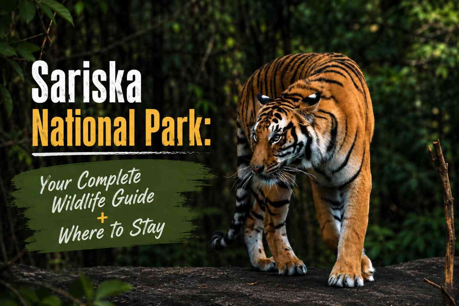 Sariska National Park: Your Complete Wildlife Guide + Where to Stay