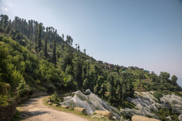 My Himachal Diaries: The Journey, The Mountains, and Everything I Learned Along the Way