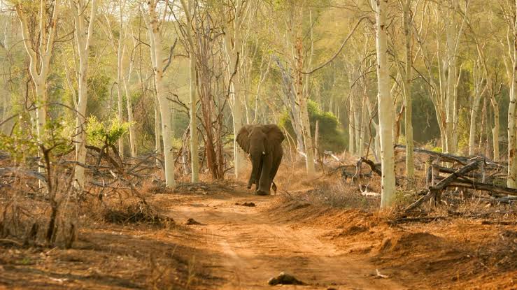 Best Ways to Combine Kruger and Cape Town in South Africa