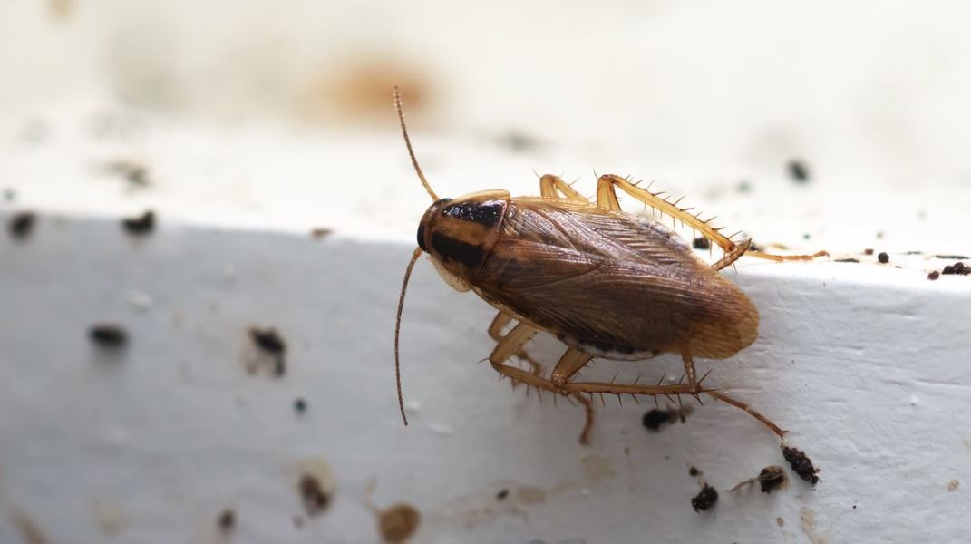 Cockroach Treatment In Karachi