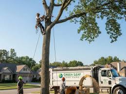 Trusted Buffalo Tree Service Experts Providing Complete Tree Care Solutions