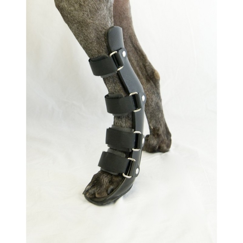 Veterinary Orthotics-Prosthetics Market Competition Scope: Growth Drivers, Product Trends, Applications