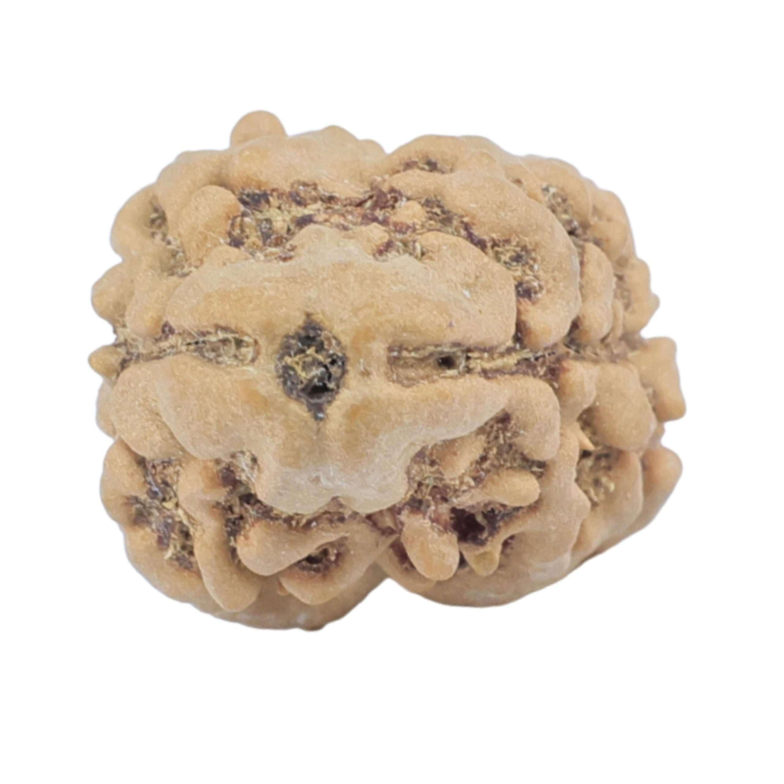 Original Rudraksha: Meaning, Types, Benefits & How to Buy Genuine Rudraksha Online 