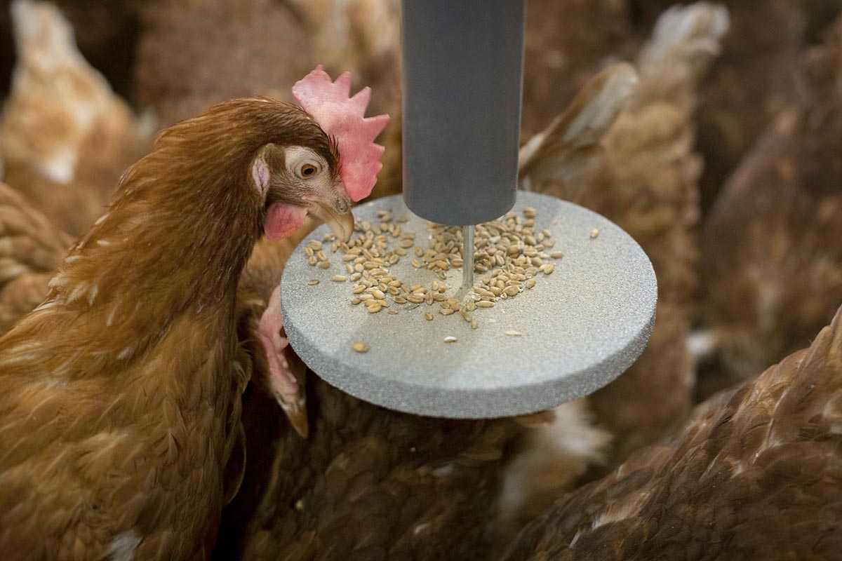 Poultry Feed Market Demand: Production Trends, Nutrition Needs, Innovation, and Evolving Consumer Preferences
