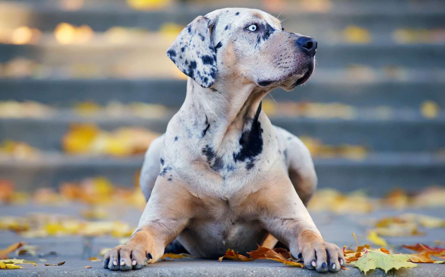 Collagen for Dogs: What It Does and How to Choose the Right Type
