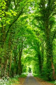 Nature’s Golden Treasure and Its Many Benefits