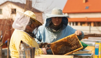 Bee Control in Queens: Safe Solutions for Homes and Businesses