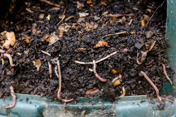 Interesting Facts About Worms: Things You May Not Know