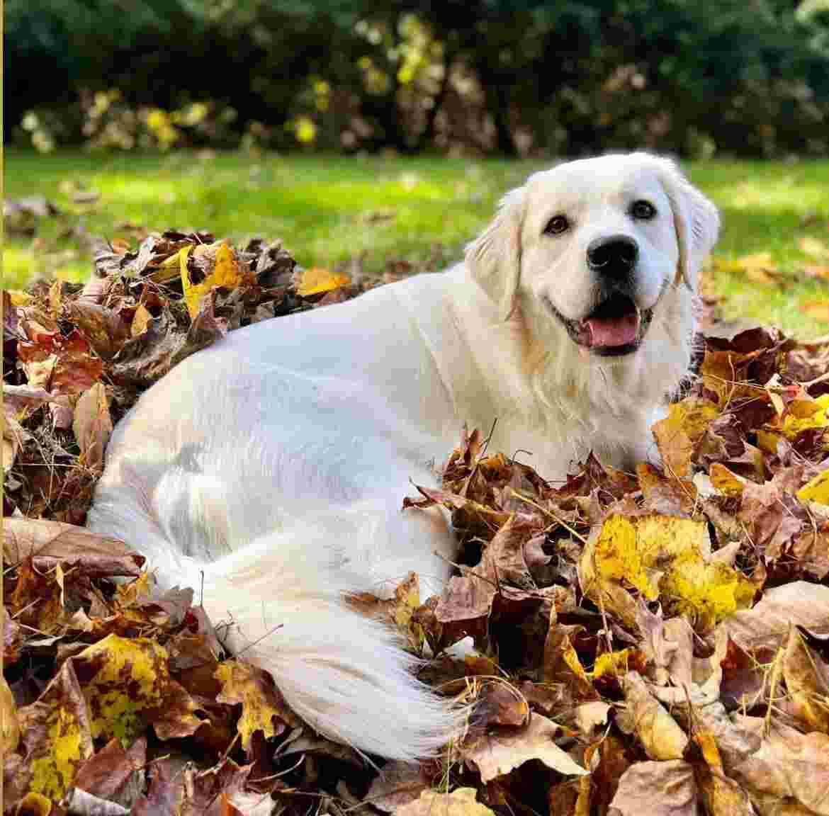 Female English Golden Retriever: What to Know Before Choosing One
